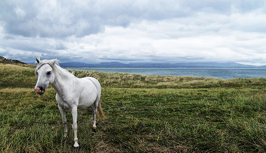 white horse on top of green grass field thumbnail