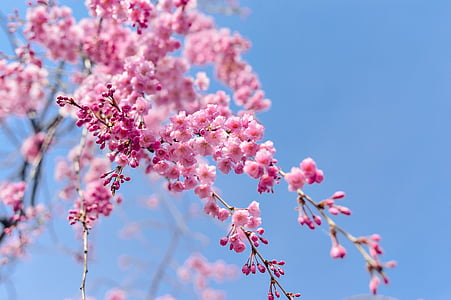 cherry blossom trees thumbnail