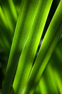 green leaf thumbnail