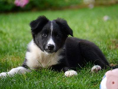 white and black border collie puppy thumbnail