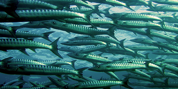 Gray and Silver School of Fish Underwater Photography thumbnail