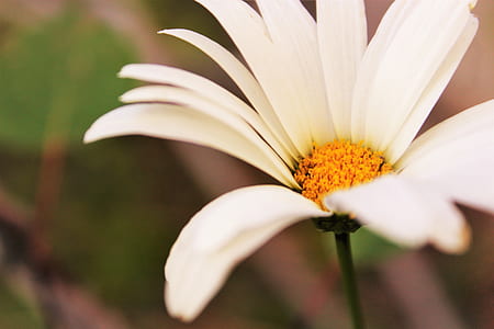 Macro Shot Photography of Daisy Flower thumbnail