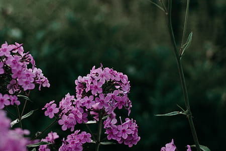 Close-Up Photography of Purple Flowers thumbnail