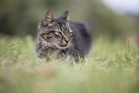 brown tabby cat thumbnail