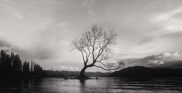 grayscale photo of bare tree near body of water thumbnail