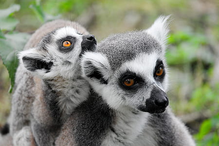 two white-and-gray lemurs thumbnail
