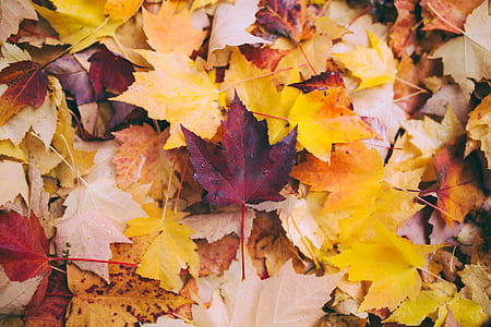 maple leaf photograph thumbnail