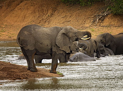 family of elephants dipping on water thumbnail