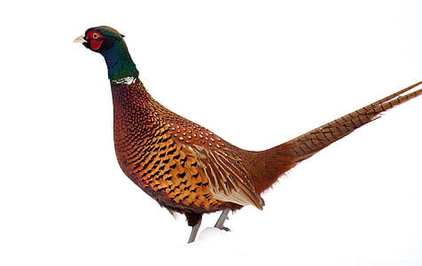 photo of brown and green pheasant thumbnail