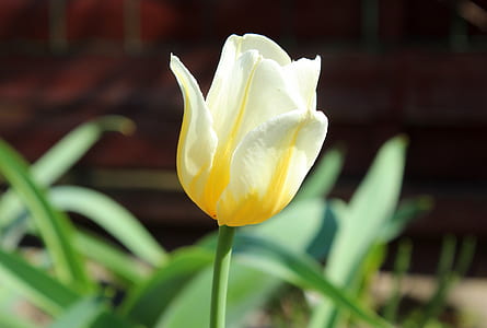 close-up photo of yellow and white tulip flower at daytime thumbnail