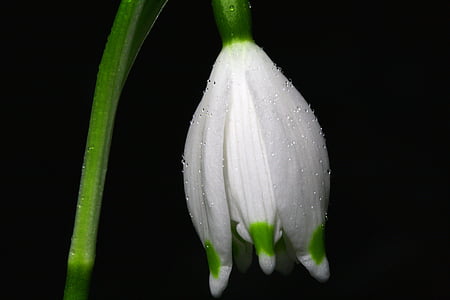 close photo of white petaled flower thumbnail