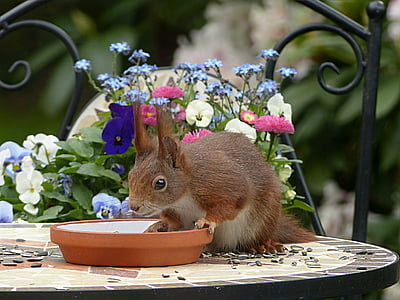 brown squirrel on table thumbnail