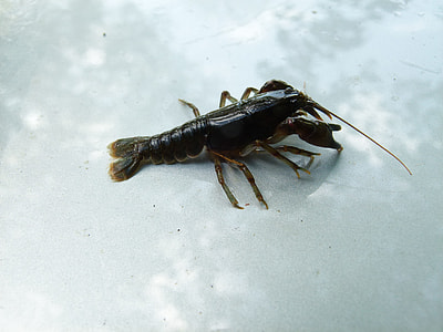Cambarus Bartonii, Crayfish thumbnail