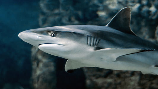 grey and black shark thumbnail