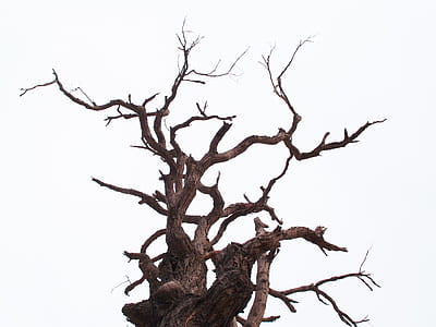 worm's eye view of tree thumbnail