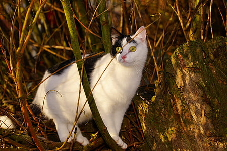 white and black cat on brown grasses thumbnail