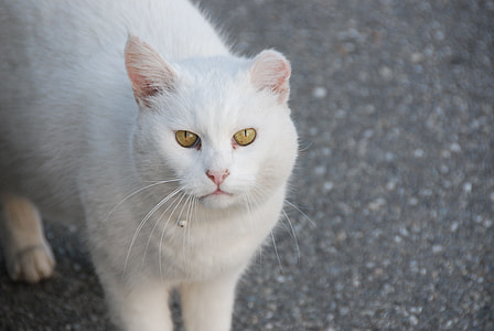 close-up photo of cat on gray surface thumbnail
