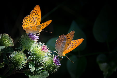 two gulf fritillary butterfly perching on green and purple flower in close-up photography thumbnail