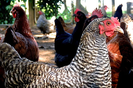 selective focus photography of flock of roosters thumbnail