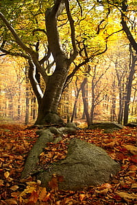 green tree thumbnail