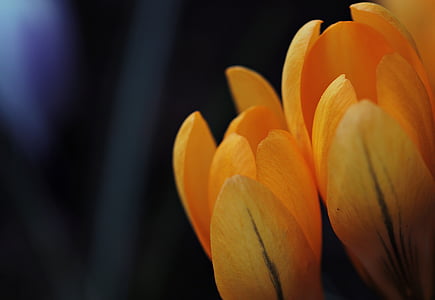 shallow focus photo of yellow flower thumbnail