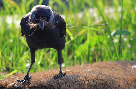 house crow thumbnail