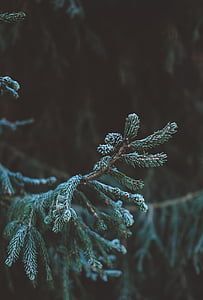 green leaves thumbnail