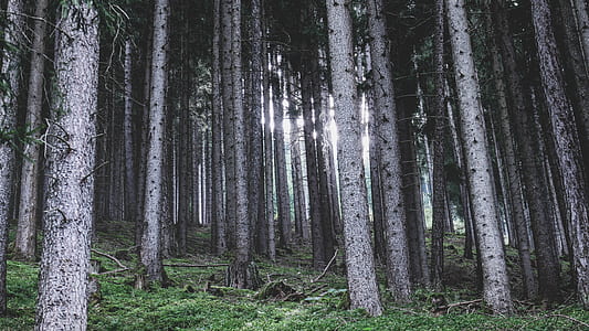 green grass under gray pine trees with sunlight thumbnail