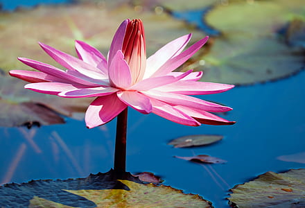 pink waterlily in close up photography thumbnail