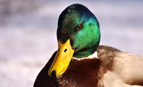 shallow focus Mallard duck thumbnail