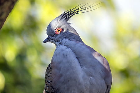 selective focus photo of gray and white bird thumbnail