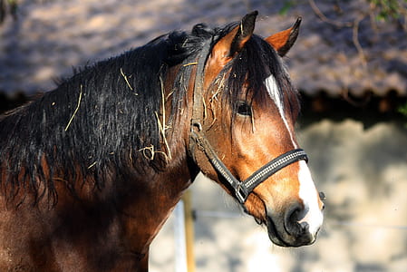 brown and black horse during daytime thumbnail