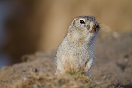photo of brown mouse thumbnail