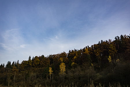 Green Trees Under Blue Sky during Daytime thumbnail