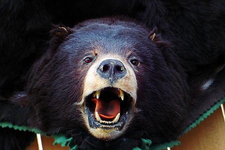 close-up photography of grizzly bear thumbnail