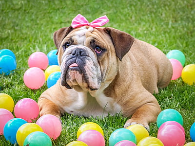 adult white and tan old English bulldog thumbnail