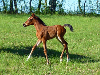 brown horse on grass field thumbnail