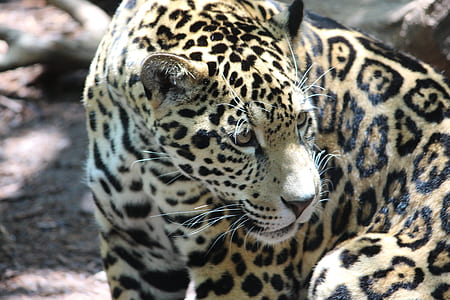 selective focus photography of leopard on brown surface thumbnail
