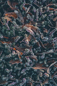 macro photography of withered leaves thumbnail