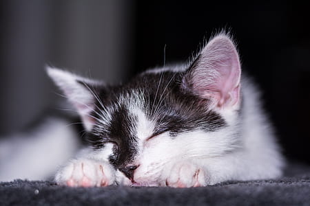 animal, pet, cute, cat thumbnail
