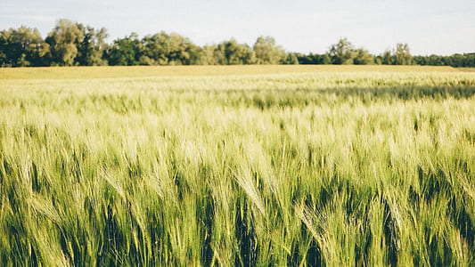 green grass field under sunny sky thumbnail