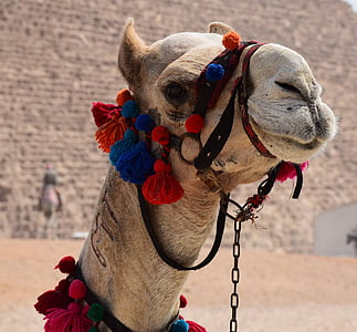close-up photo of white camel thumbnail