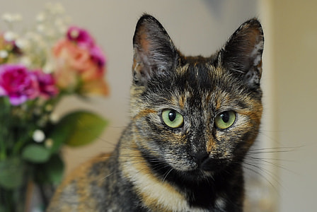 selective photography of tortoiseshell cat thumbnail