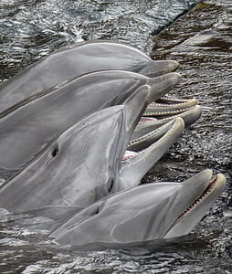 four dolphins in body of water thumbnail