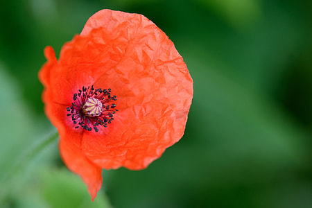 shallow focus photography of orange flower thumbnail
