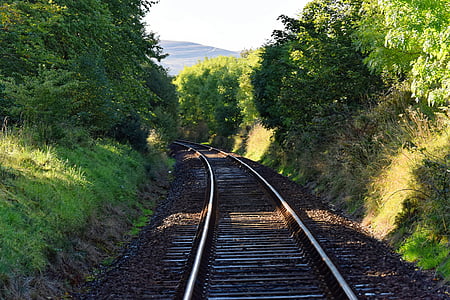 gray train rail surrounding trees thumbnail