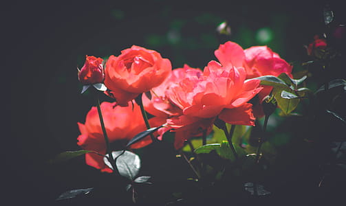 Red Petal Flower in Shallow Focus Photography thumbnail