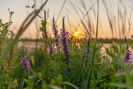 Purple Lavender Flowers Selective-focus Photography at Sunset thumbnail