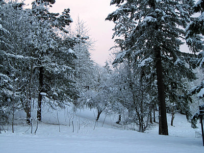 Pine Trees with snow in the winter in Eugene, Oregon thumbnail
