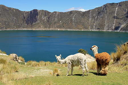 llama near body of water thumbnail
